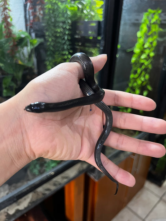 REY NEGRA MEXICANA POSS HEMBRA 64