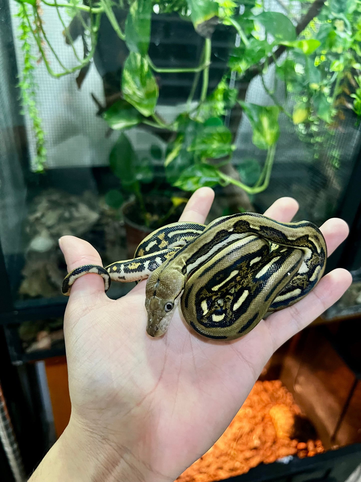 PITON RETICULADA TIGER 100% HET PIED HEMBRA 50cm aprox. 04-06
