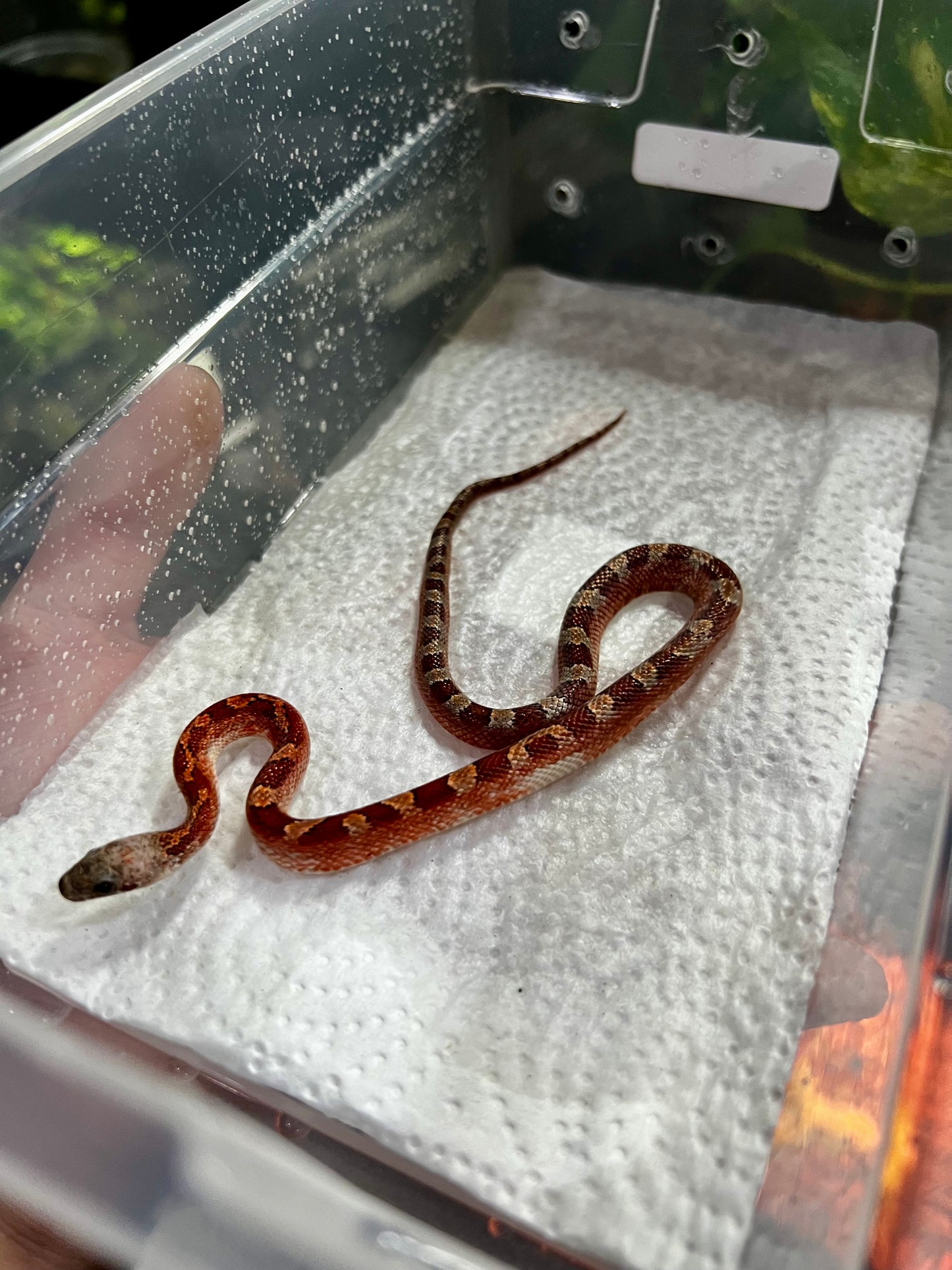 SERPIENTE MAICERA BLOOD RED PIED SIDE MACHO 14
