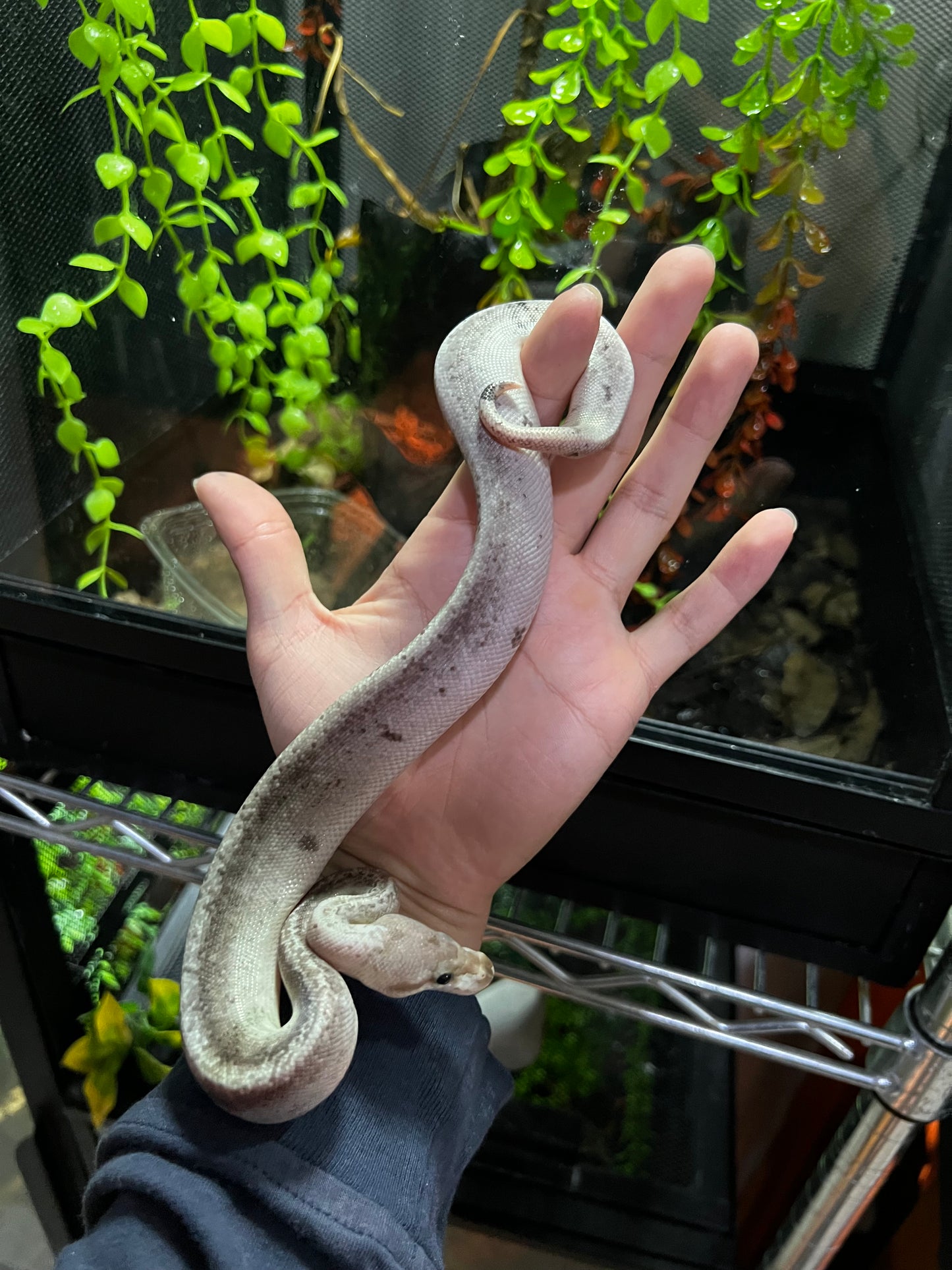 CINNAMON BLACK PASTEL FIRE MACHO 40