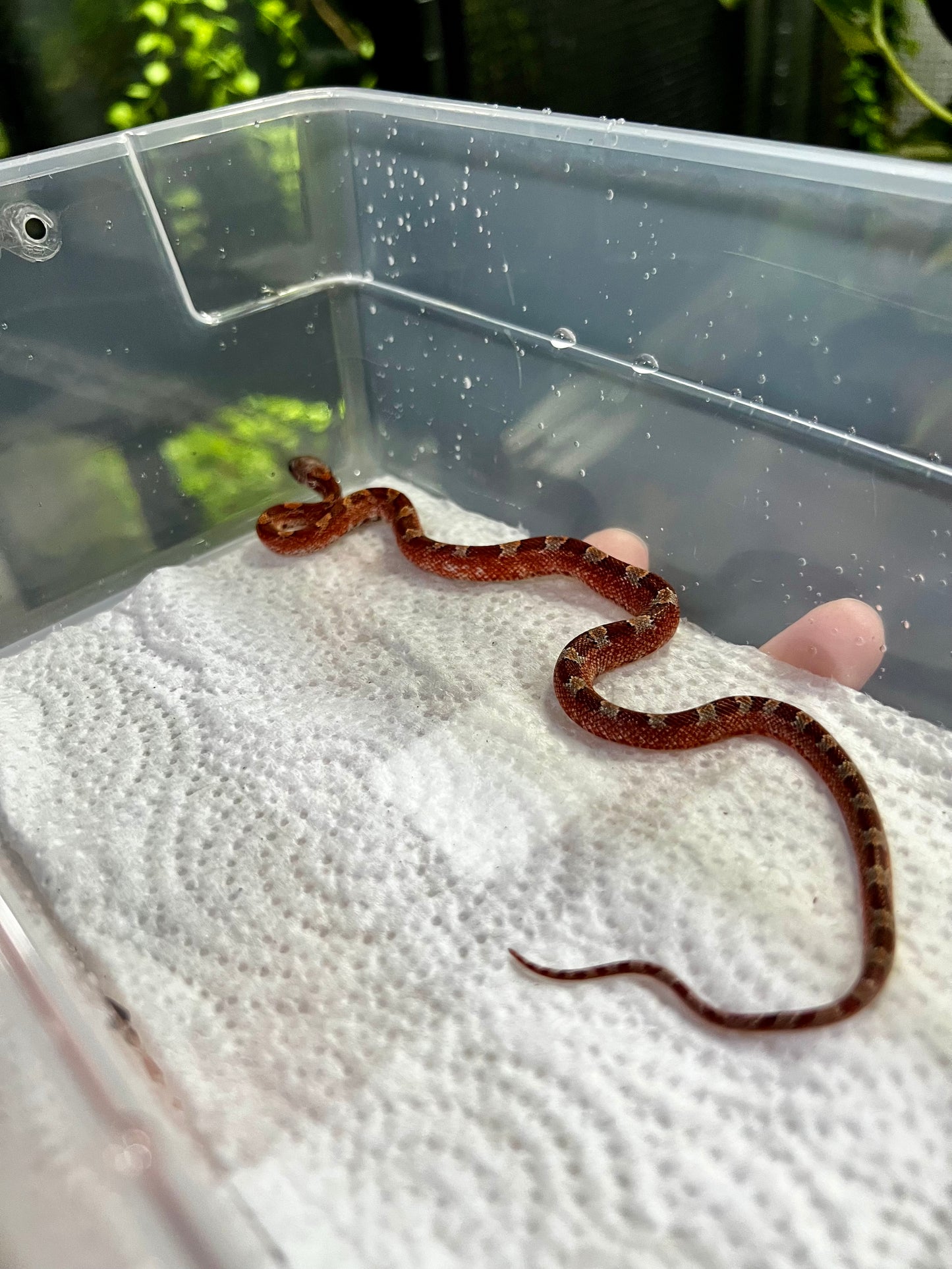 SERPIENTE MAICERA BLOOD RED PIEDSIDE HEMBRA 5