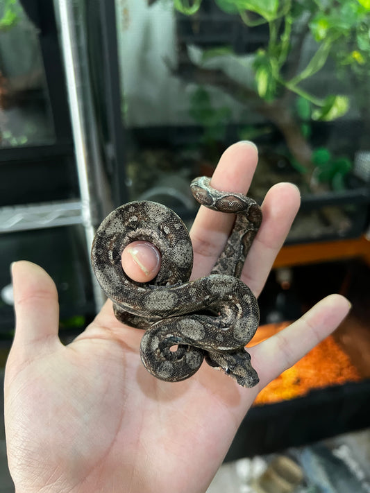 LOCALIDAD OAXACA HEMBRA 71