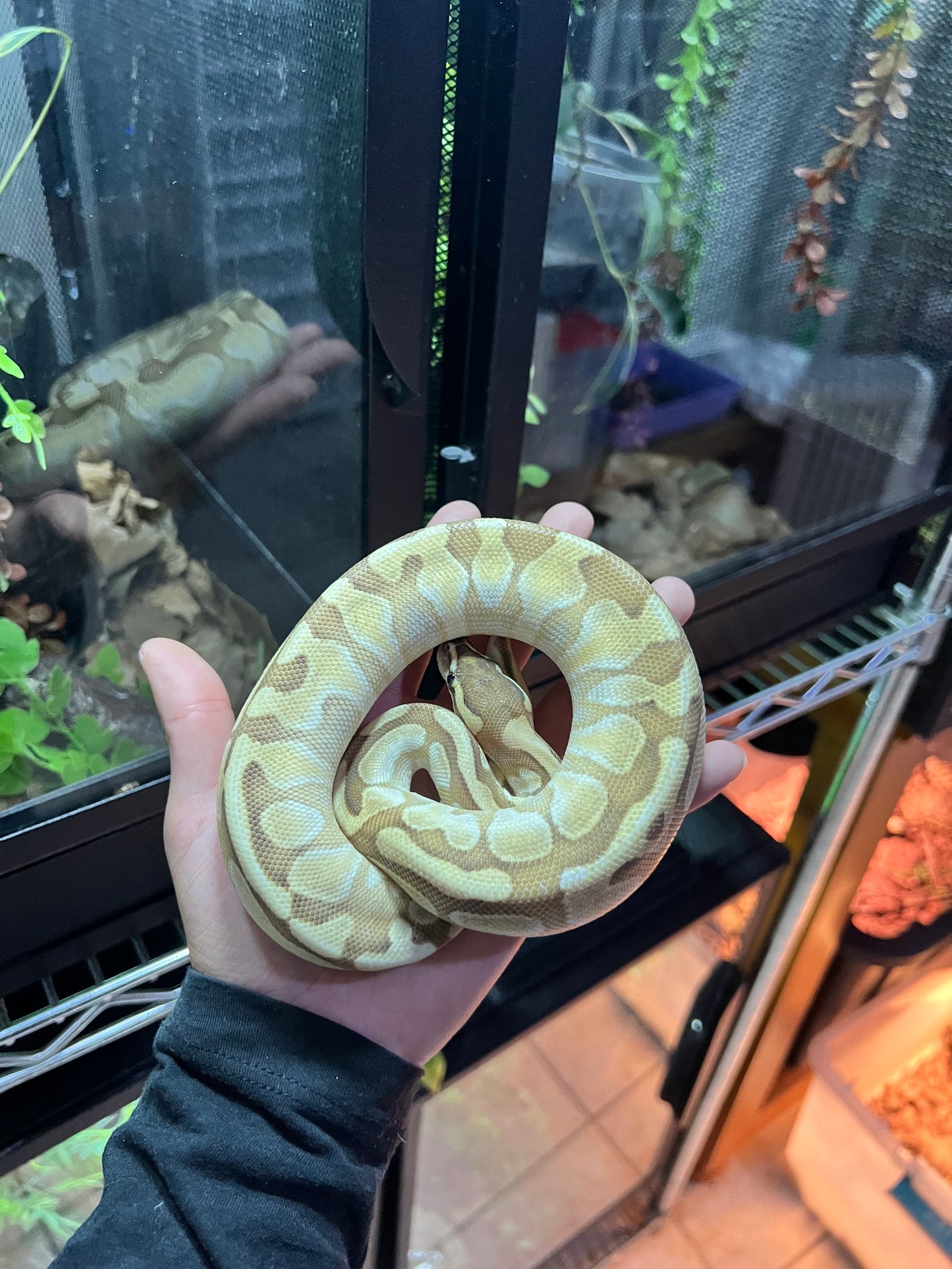 LESSER ENCHI