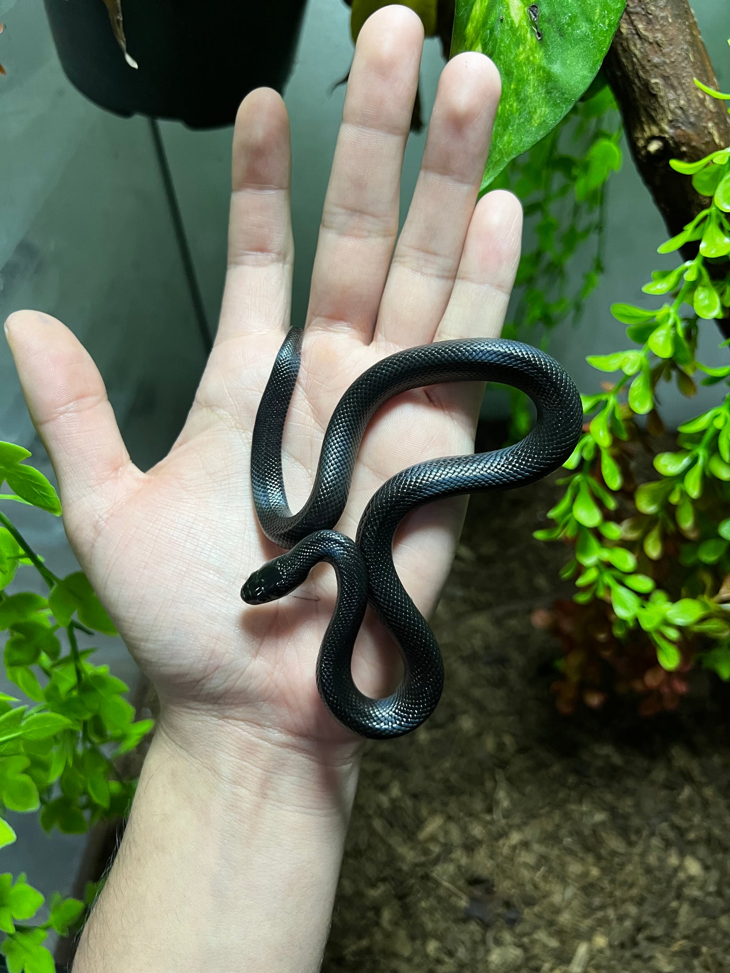 REY NEGRA MEXICANA HEMBRA 76