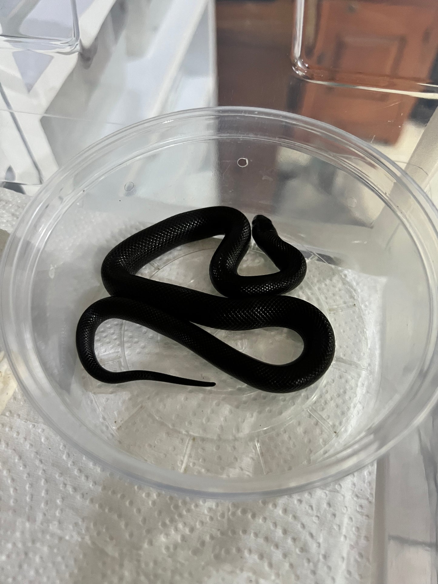 REY NEGRA MEXICANA CBB 54