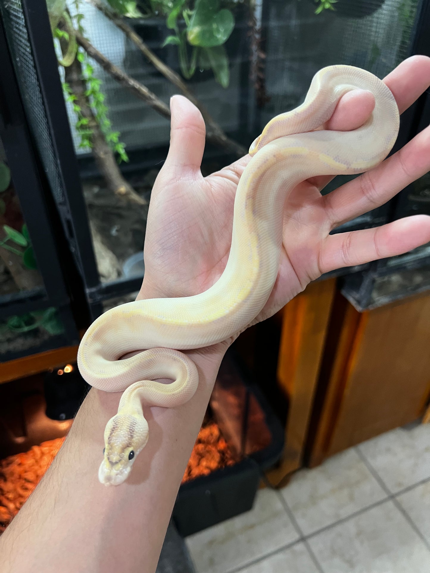 IVORY MACHO HET CLOW 80