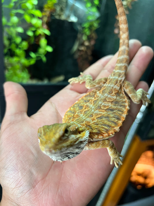 Dragón barbudo leatherback hypo 8