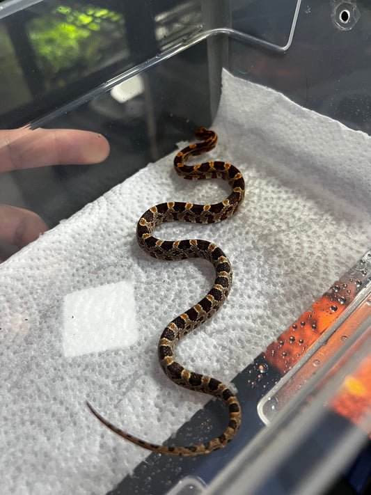 SERPIENTE MAICERA NOMINAL MACHO 34