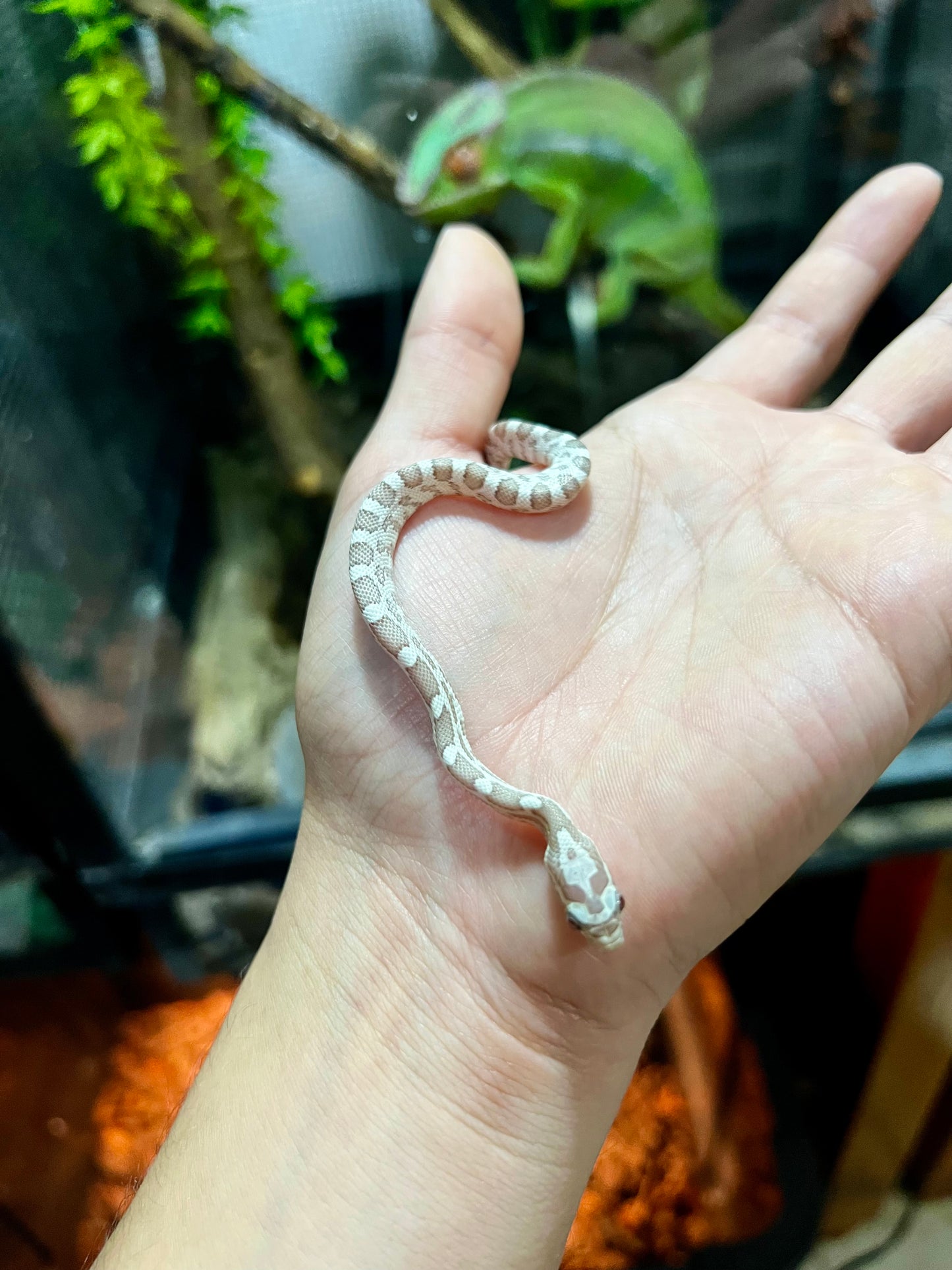SERPIENTE MAICERA GHOST MACHO 6