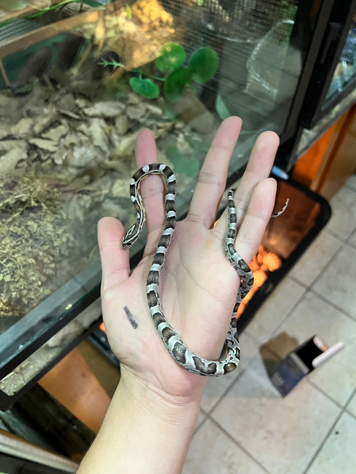 SERPIENTE MAICERA ANERY