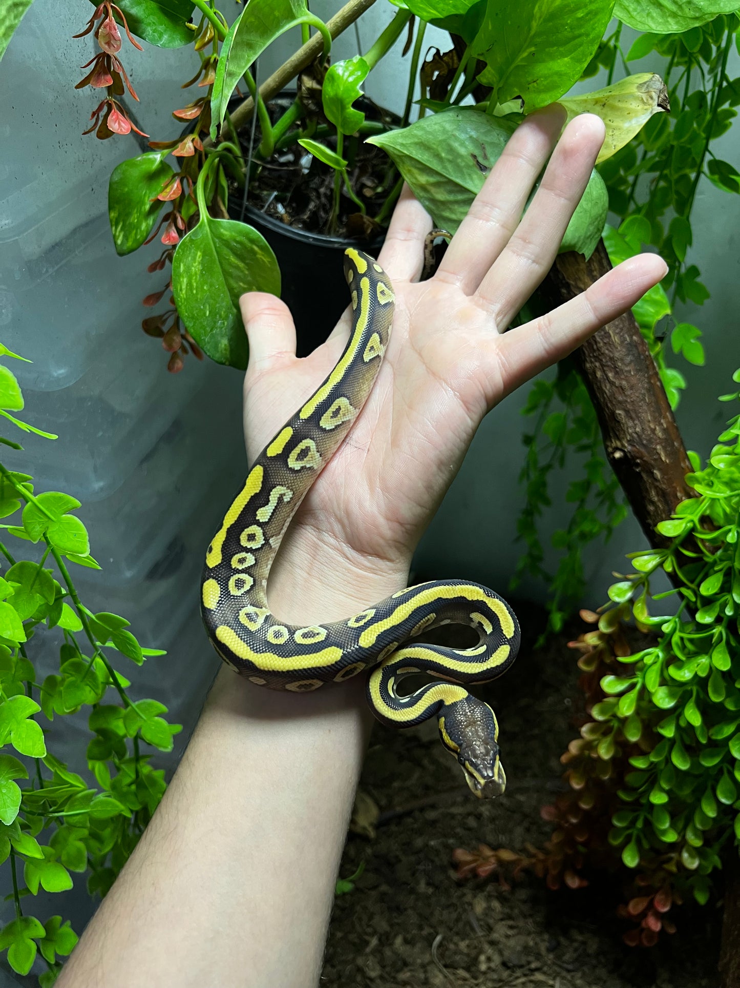 MOJAVE YELLOW BELLY HET CLOWN HEMBRA 90