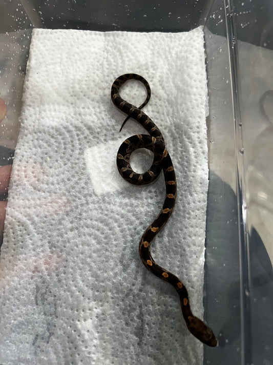 SERPIENTE MAICERA NOMINAL HEMBRA 25