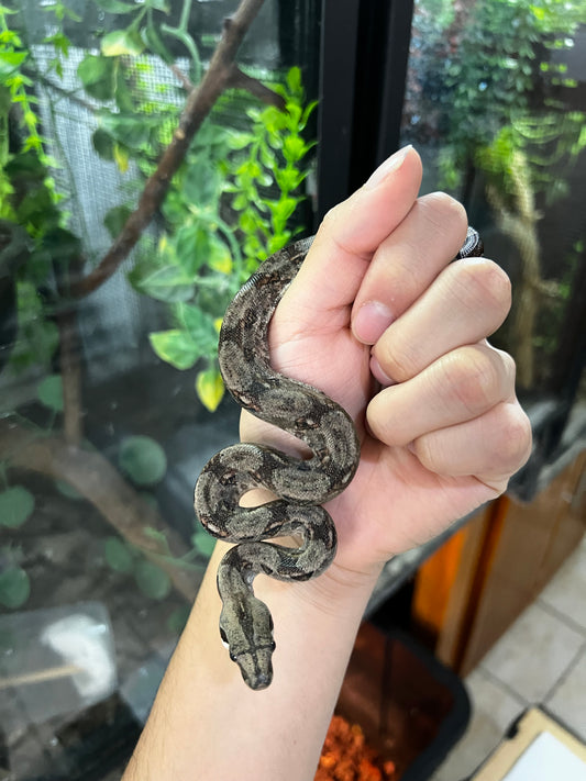 BOA MEXICANA LOCALIDAD VERACRUZ HEMBRA 88