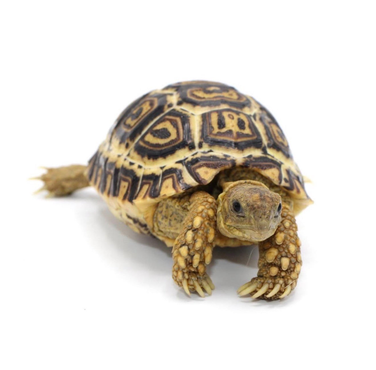 Tortuga leopardo cría CITES 2025