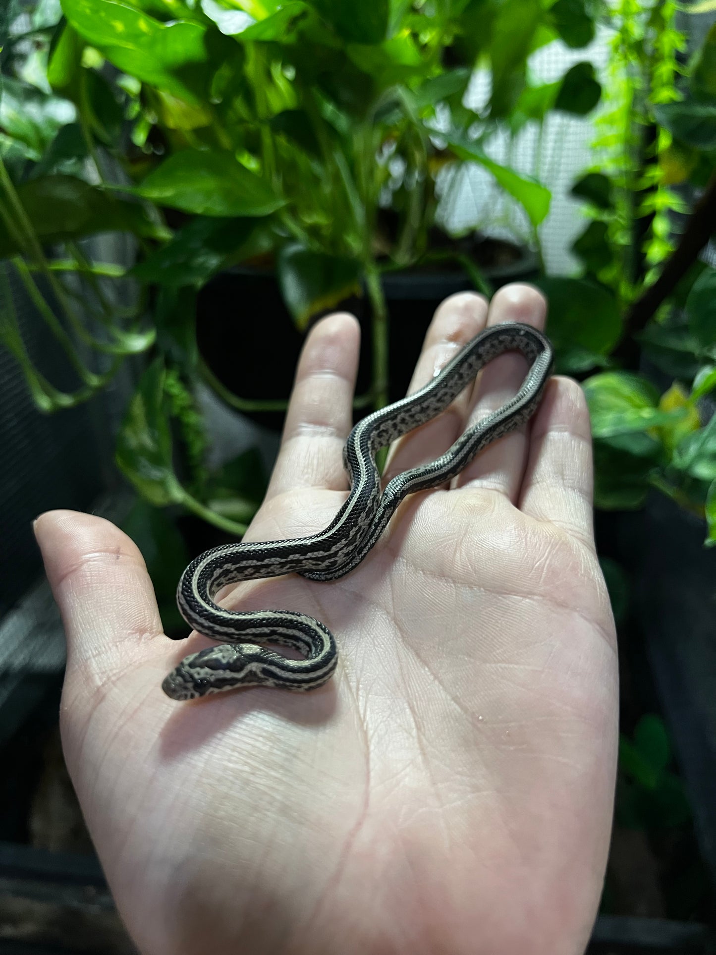 SERPIENTE MAICERA TESSERA ANERY HEMBRA 4
