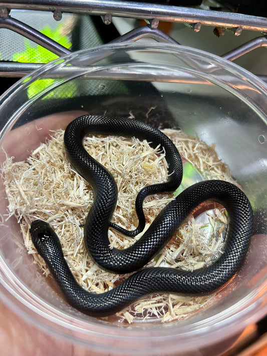 REY NEGRA MEXICANA CBB 48