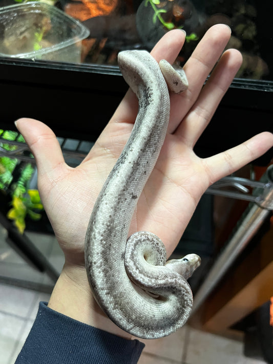 CINNAMON BLACK PASTEL FIRE MACHO 40