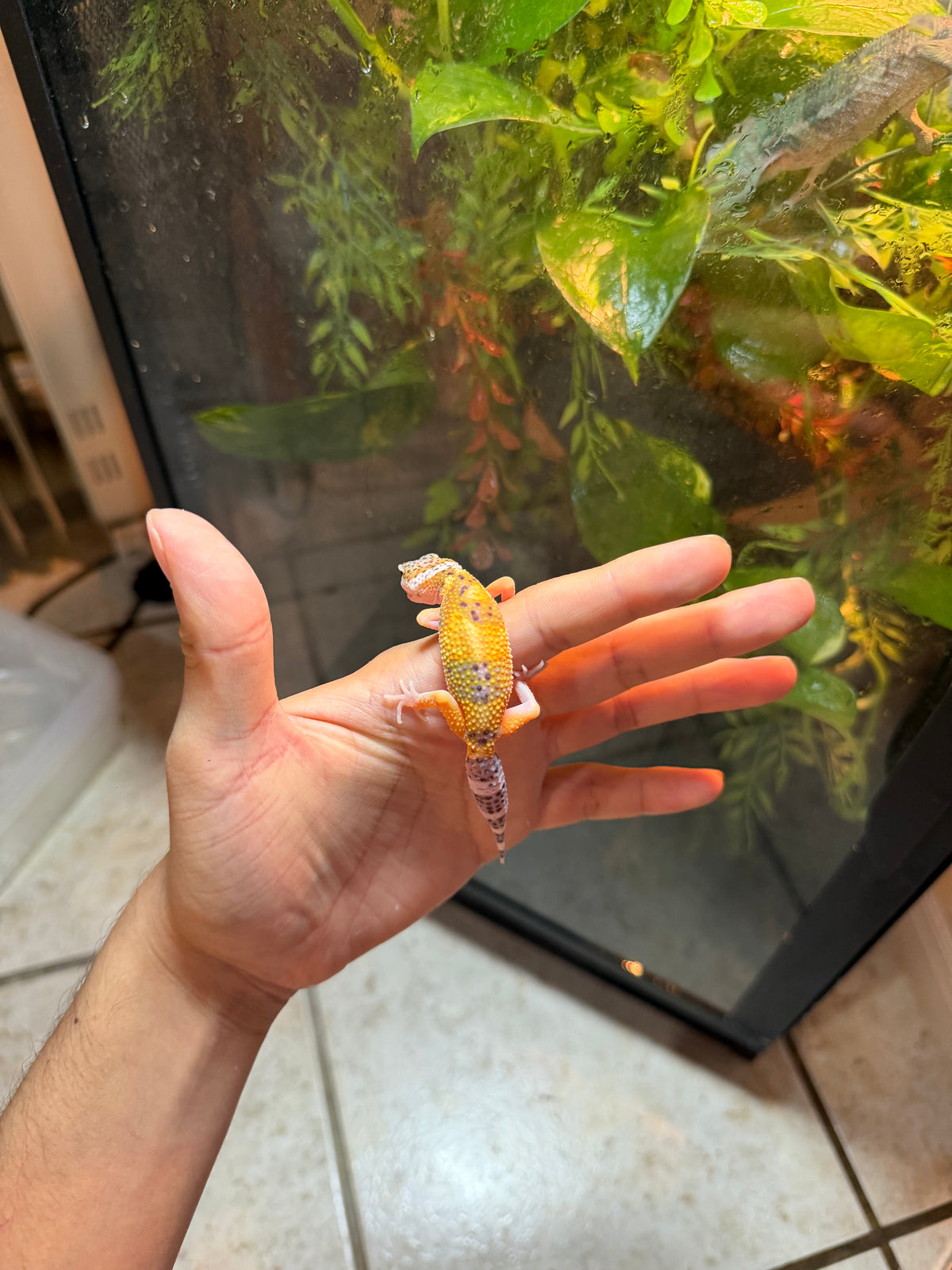 GECKO LEOPARDO HIGH YELLOW HET RAINWATER POSS HET ECLIPSE INCUBADO PARA MACHO 147