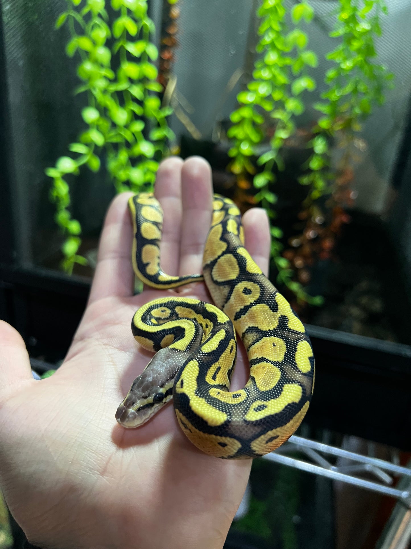 FIREFLY HEMBRA 48