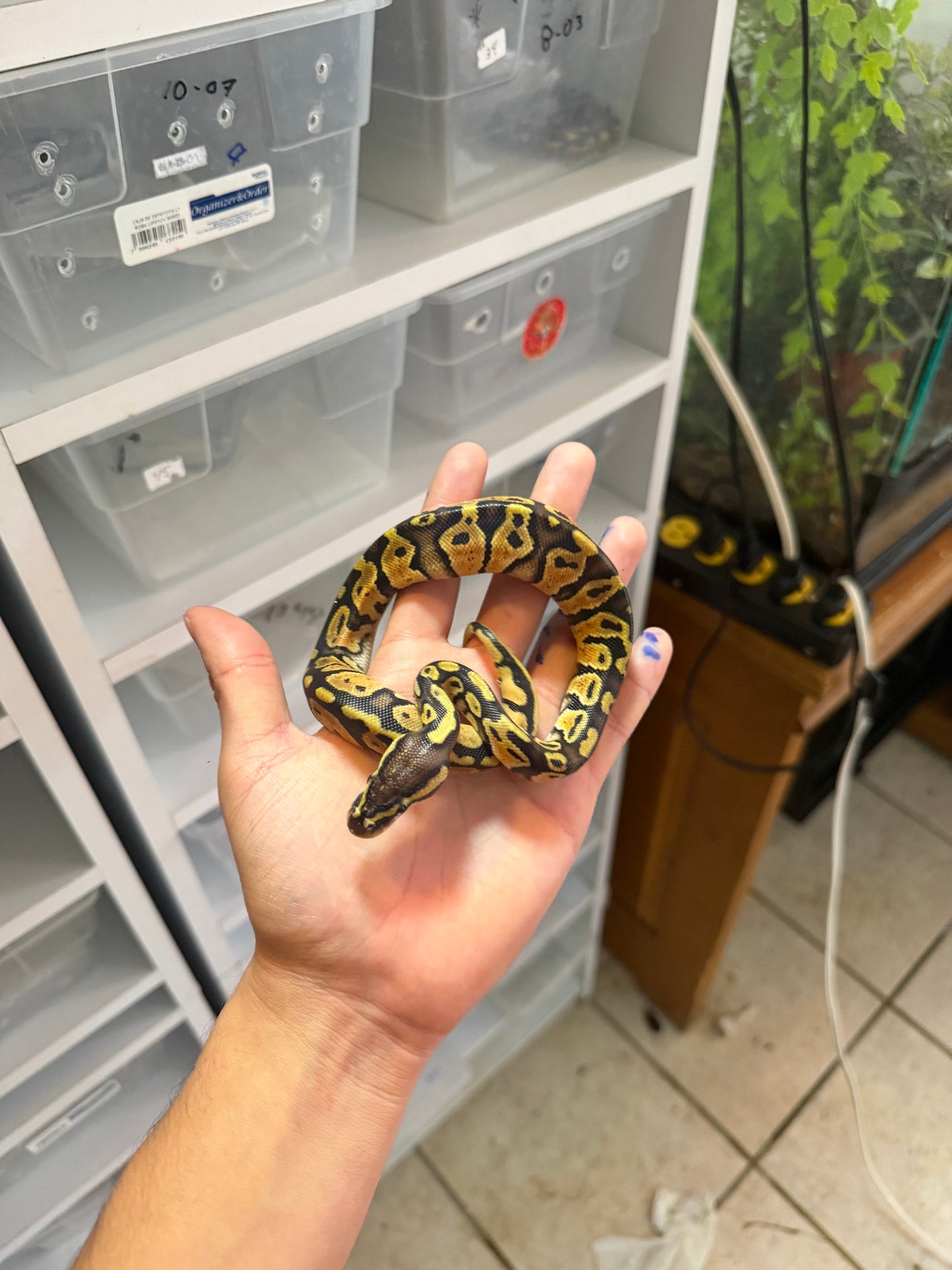 PITÓN BOLA PASTEL HET PIED MACHO 10
