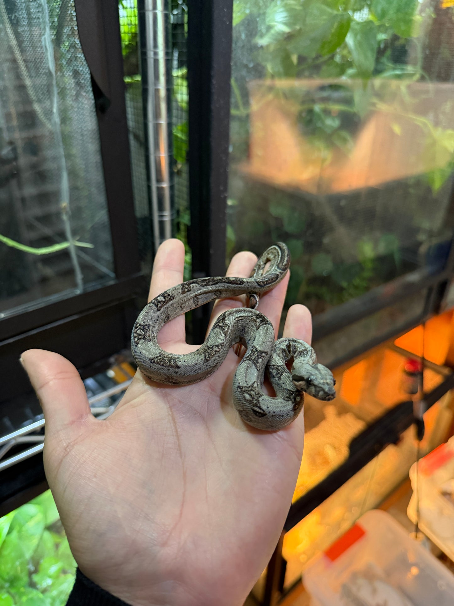BOA MEXICANA LOCALIDAD SONORA MACHO SM3