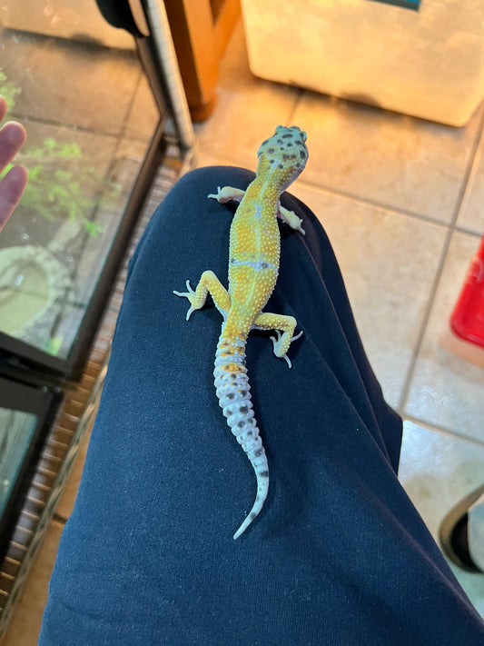 HYPO TANGERINE MACHO 24