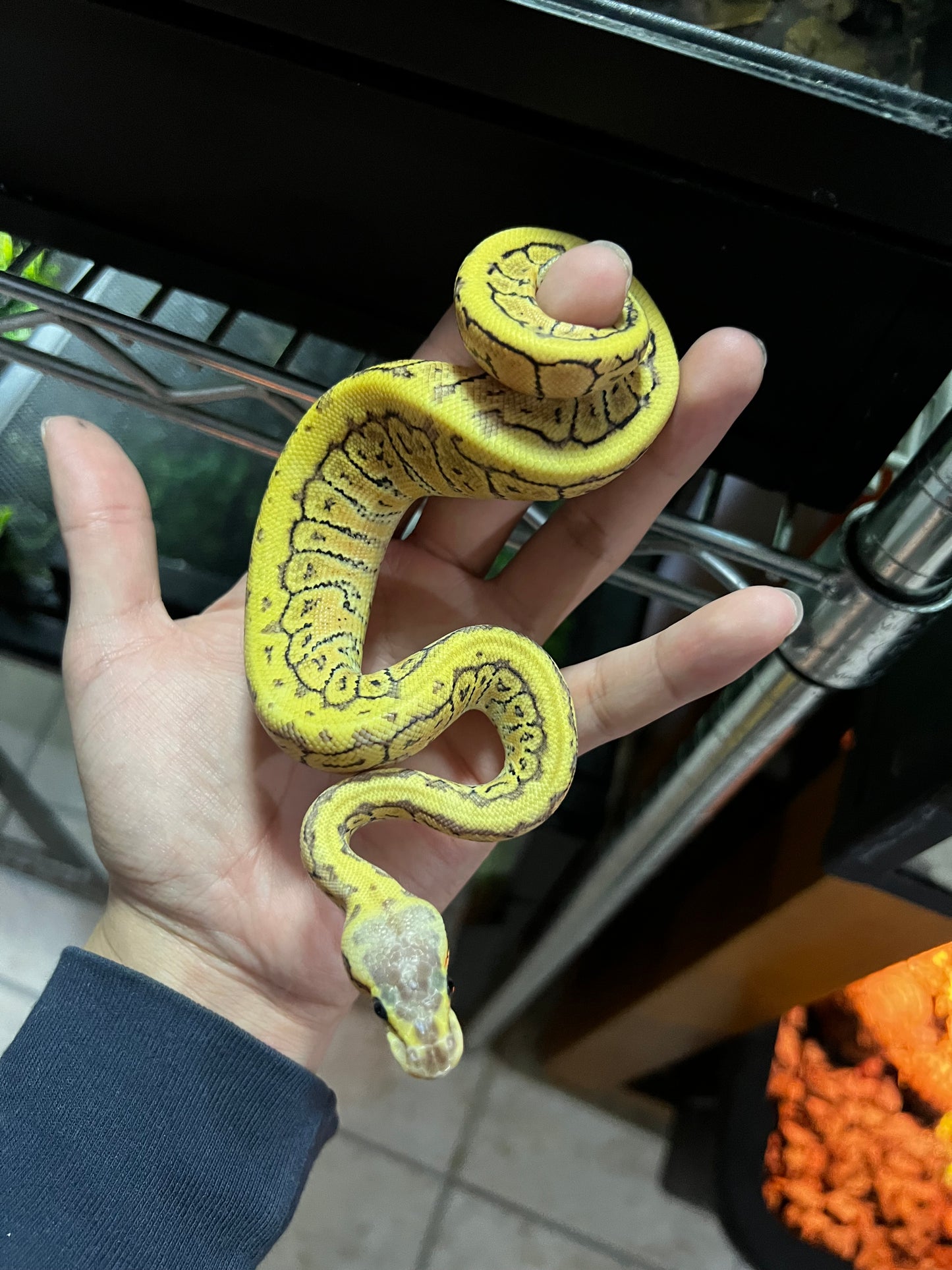 LEMONBLAST HET CLOWN MACHO 34