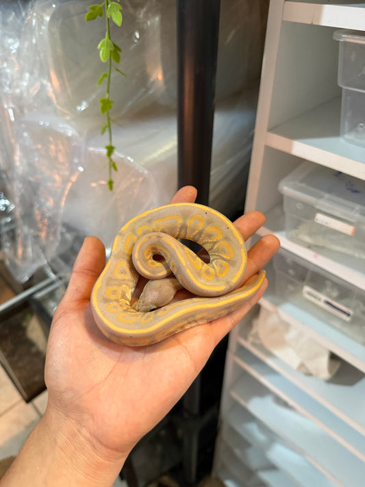 PITÓN BOLA BANANA CINNAMON MACHO