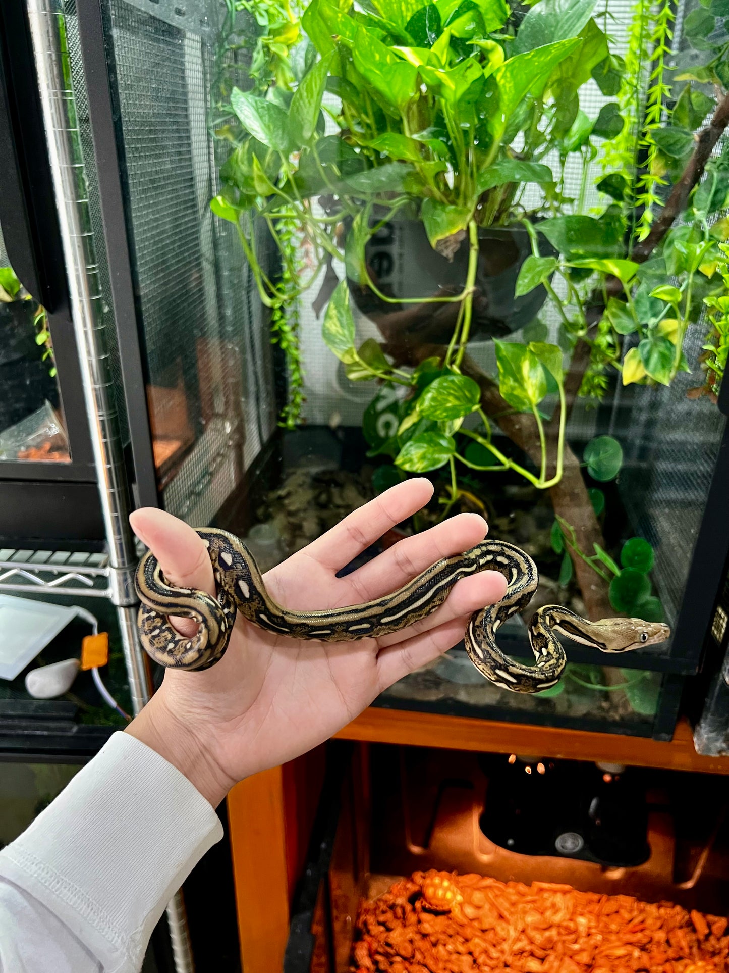 PITON RETICULADA TIGER 100% HET PIED MACHO 50cm aprox. 04-01