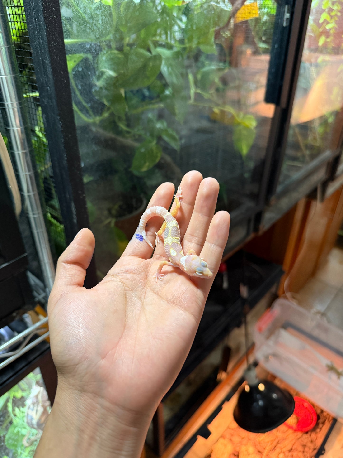 GECKO LEOPARDO MACK SNOW TREMPER TANGERINE 59