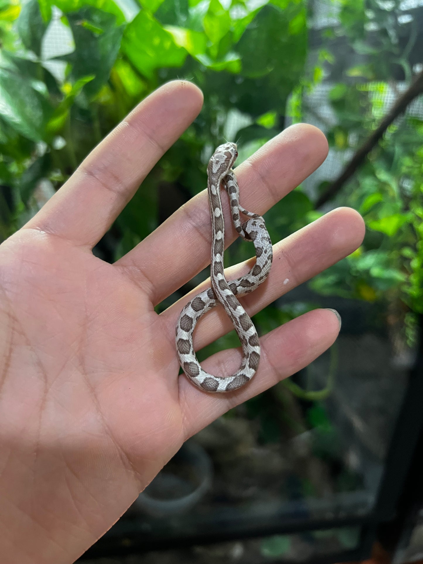 SERPIENTE MAICERA GHOST MACHO 1