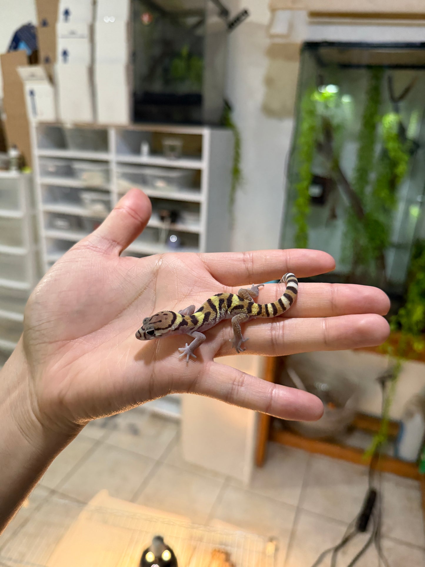 GECKO BANDEADO s/s (Coleonyx mitratus) 2