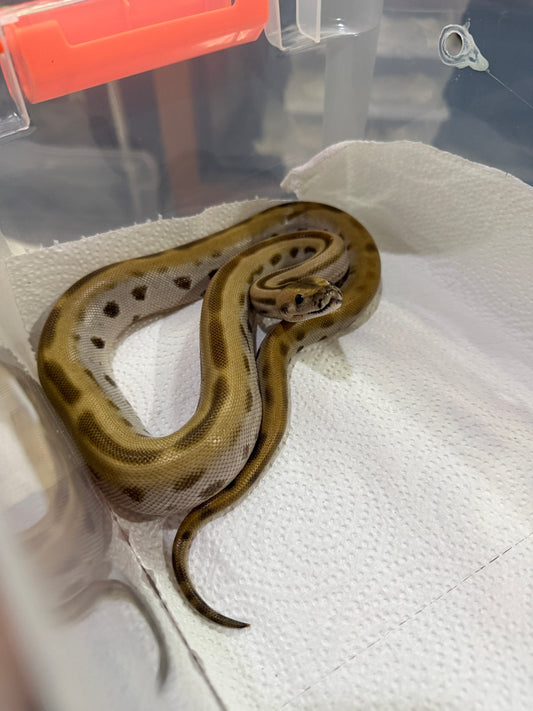 PITÓN BURMÉS GREEN HET ALBINO HEMBRA