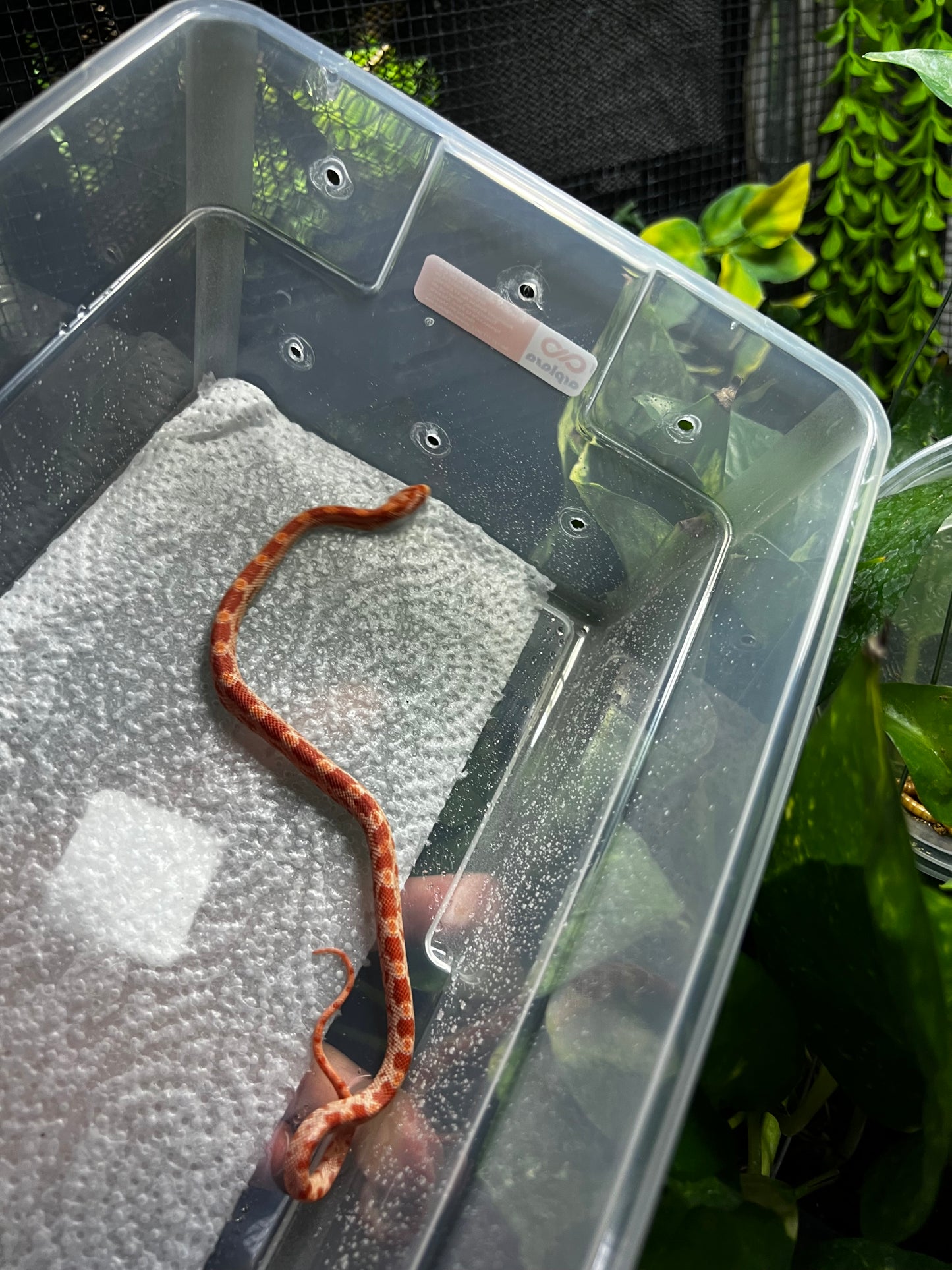 SERPIENTE MAICERA AMEL MACHO 37