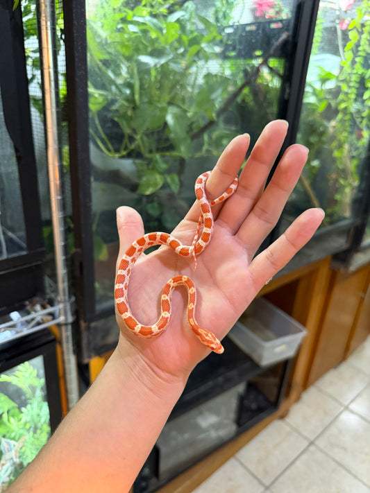 SERPIENTE MAICERA AMEL