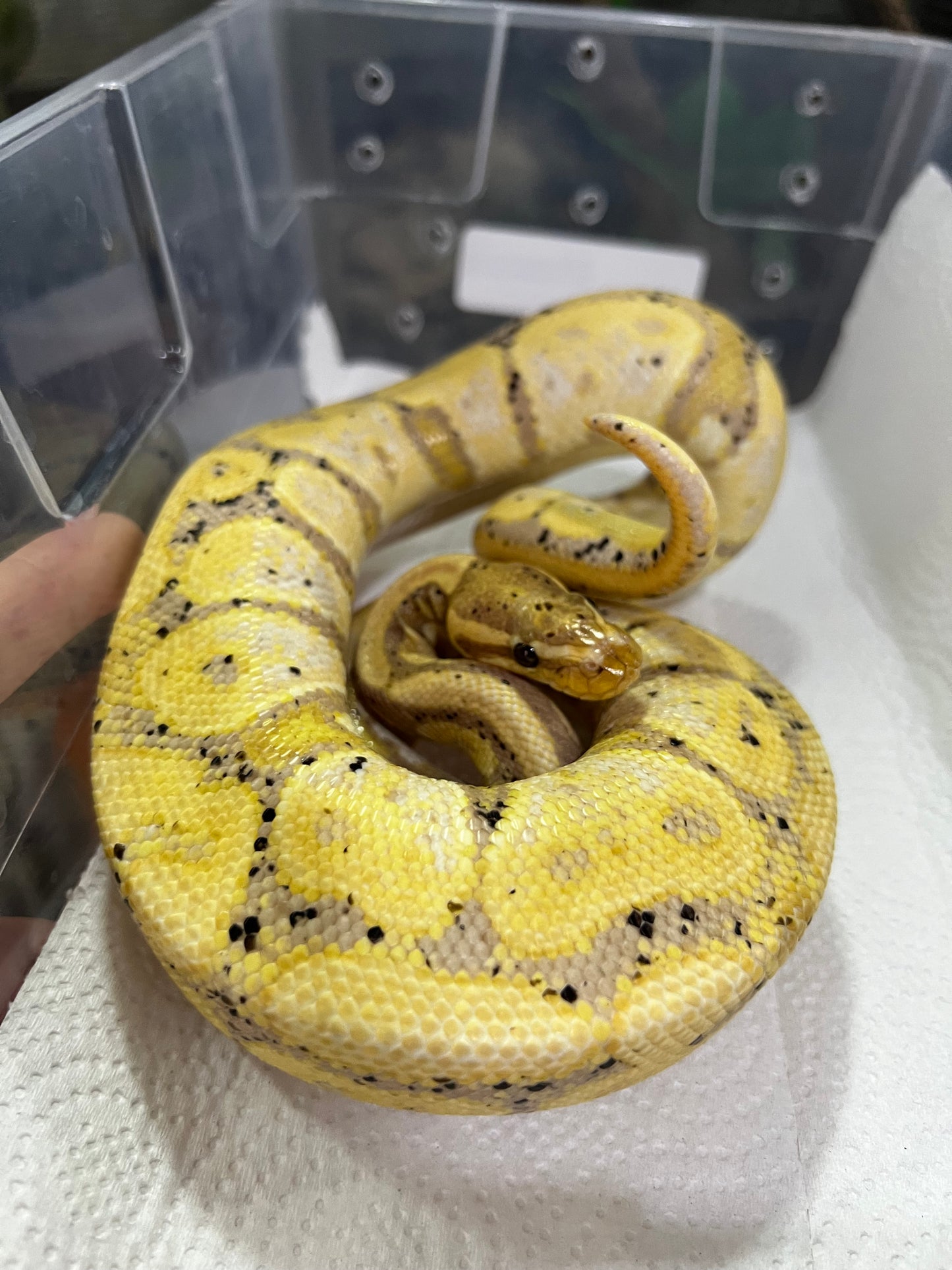 BANANA MACHO ADULTO
