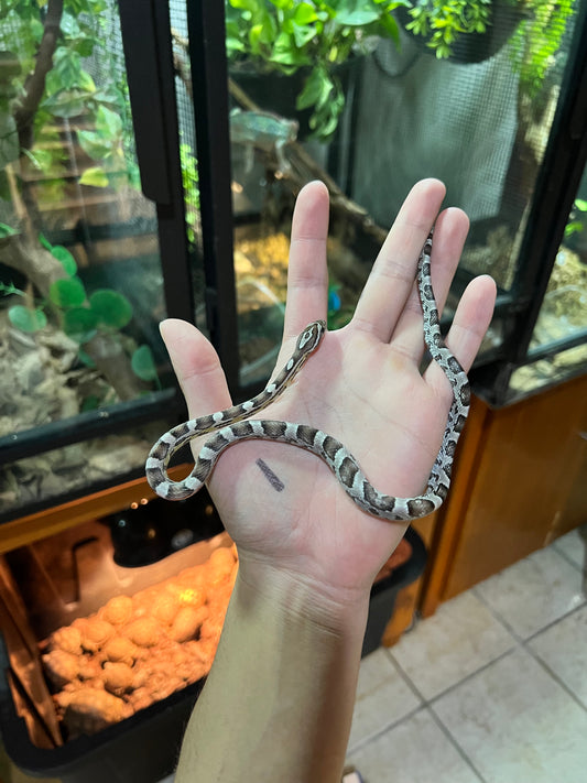 SERPIENTE MAICERA ANERY