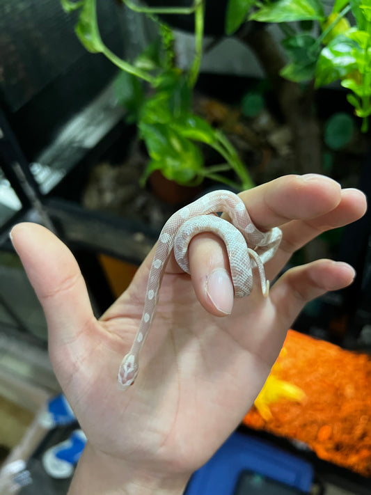 SERPIENTE MAICERA SNOW HEMBRA 41