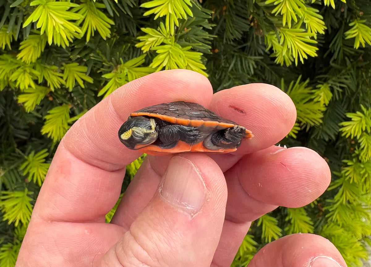 TORTUGA PINKBELLY SIDENECK