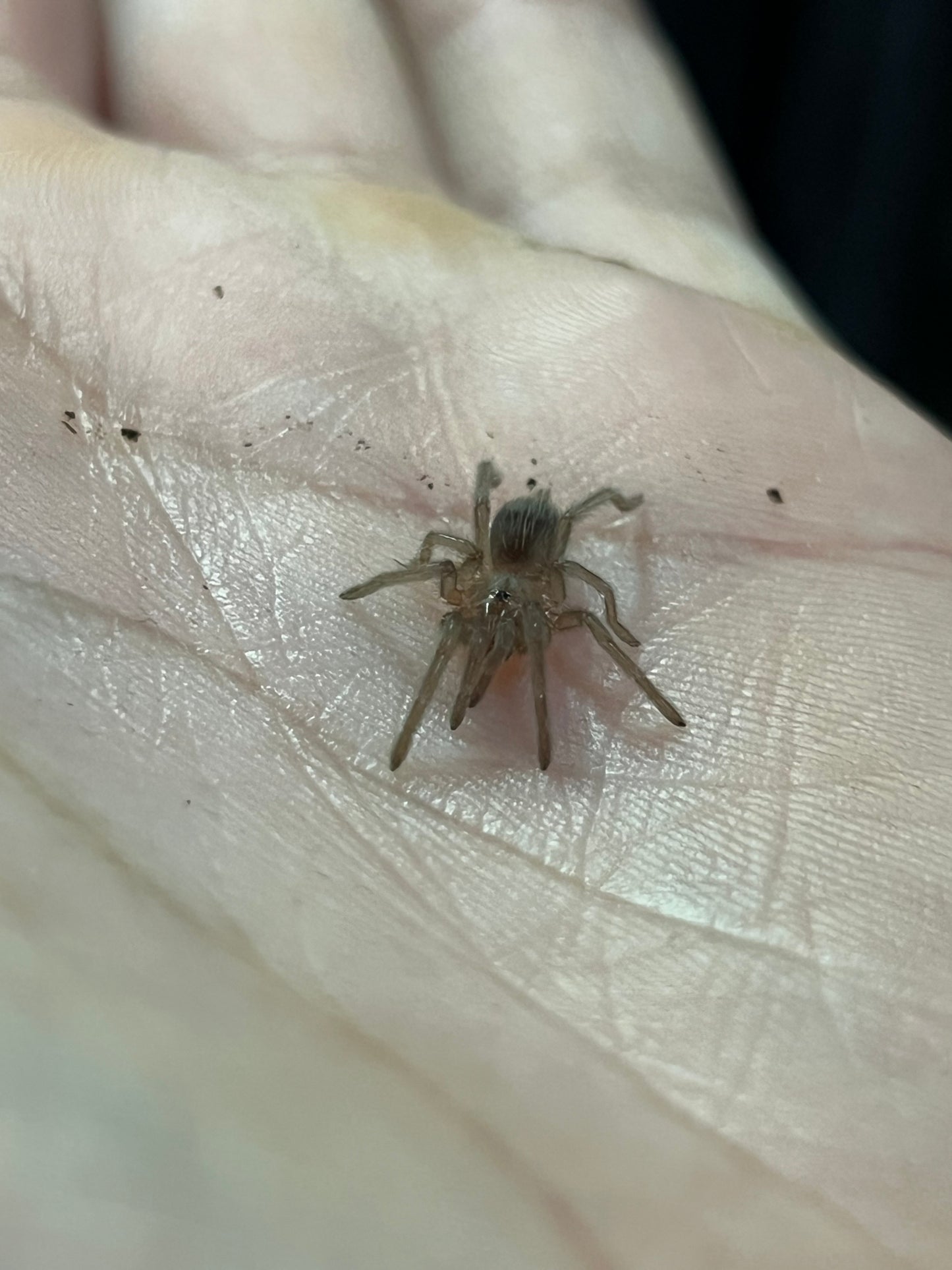 Ling Tarántula veracruzana (tliltocatl kahlenbergi) anexo última foto de un ejemplar adulto)