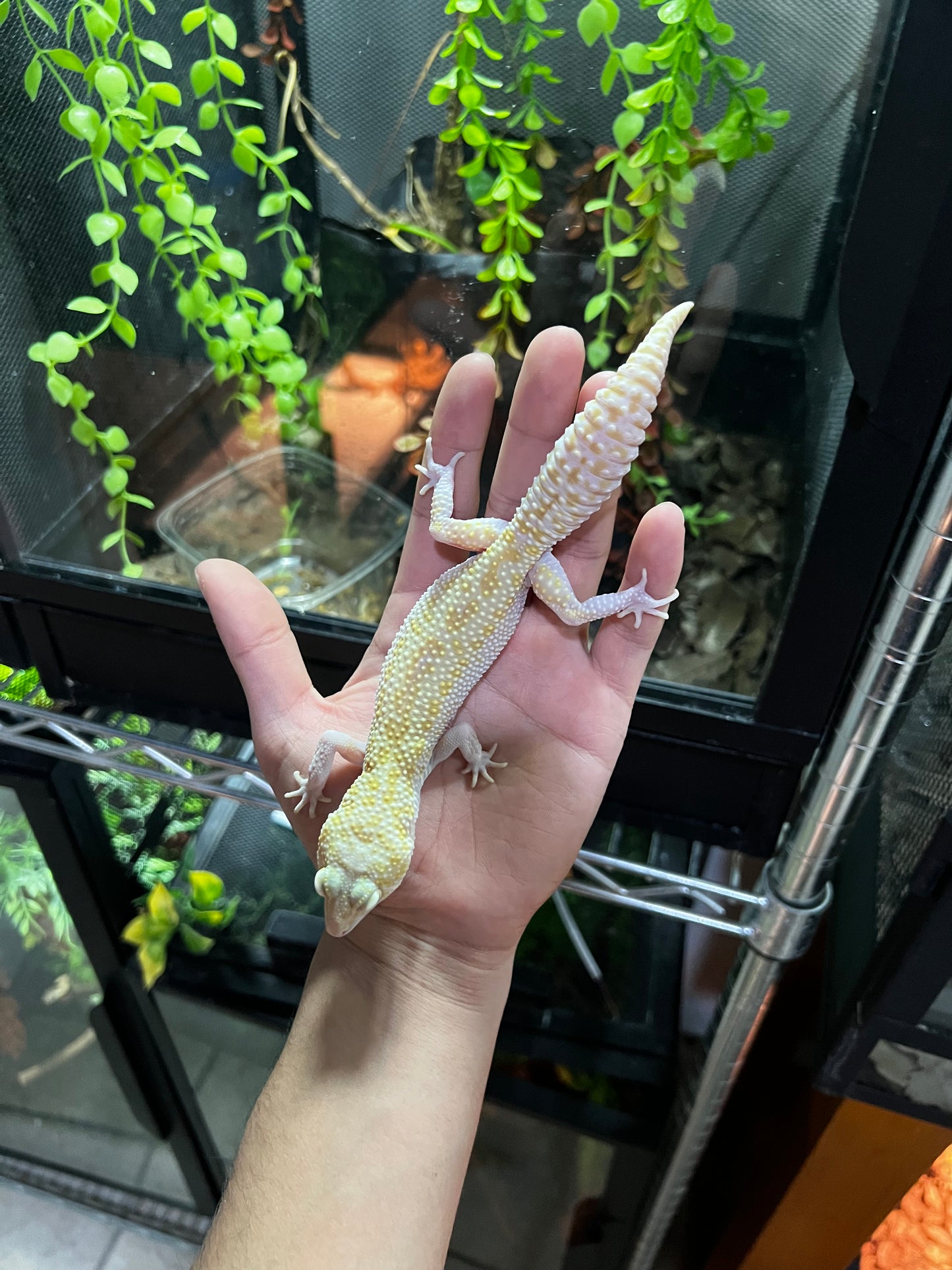 RAPTOR HEMBRA ADULTA