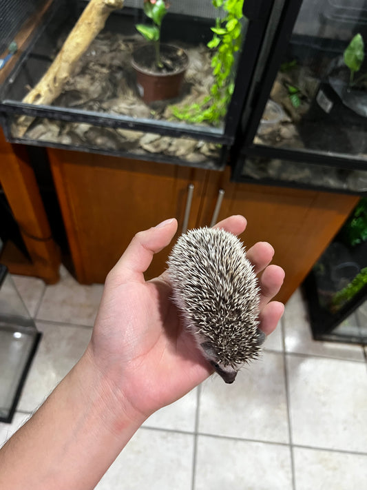 ERIZO PIGMEO AFRICANO 5