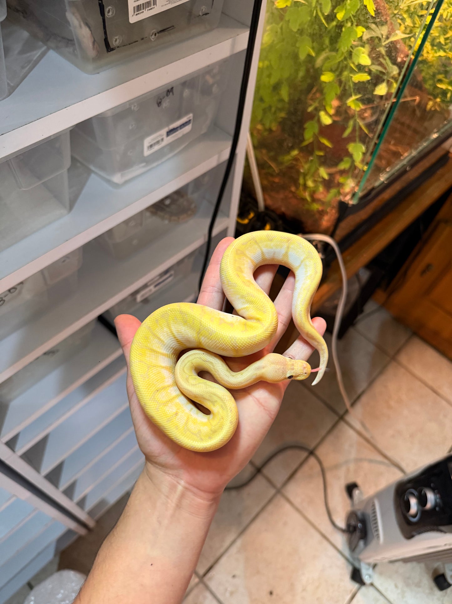 PITÓN BOLA BANANA PINSTRIPE PASTEL (LEMONBLAST) MACHO