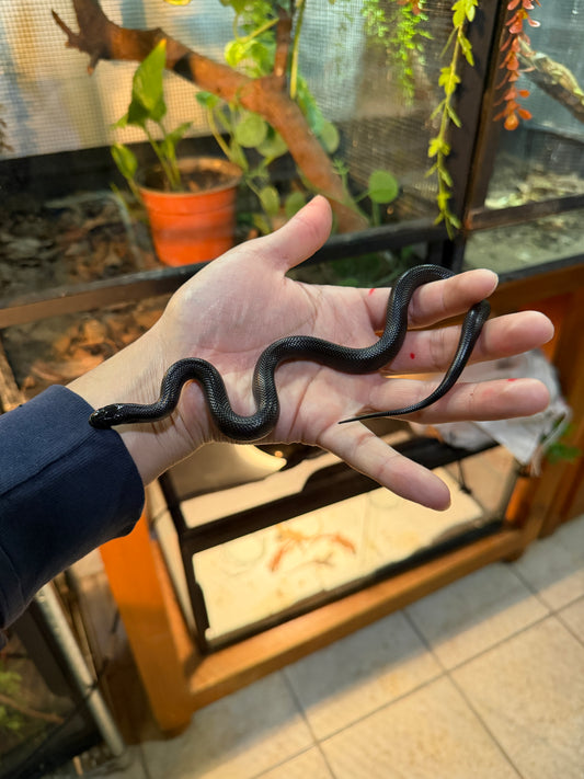 REY NEGRA MEXICANA MACHO 2