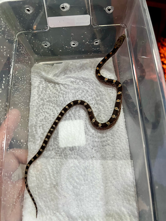 SERPIENTE MAICERA NOMINAL HEMBRA 19