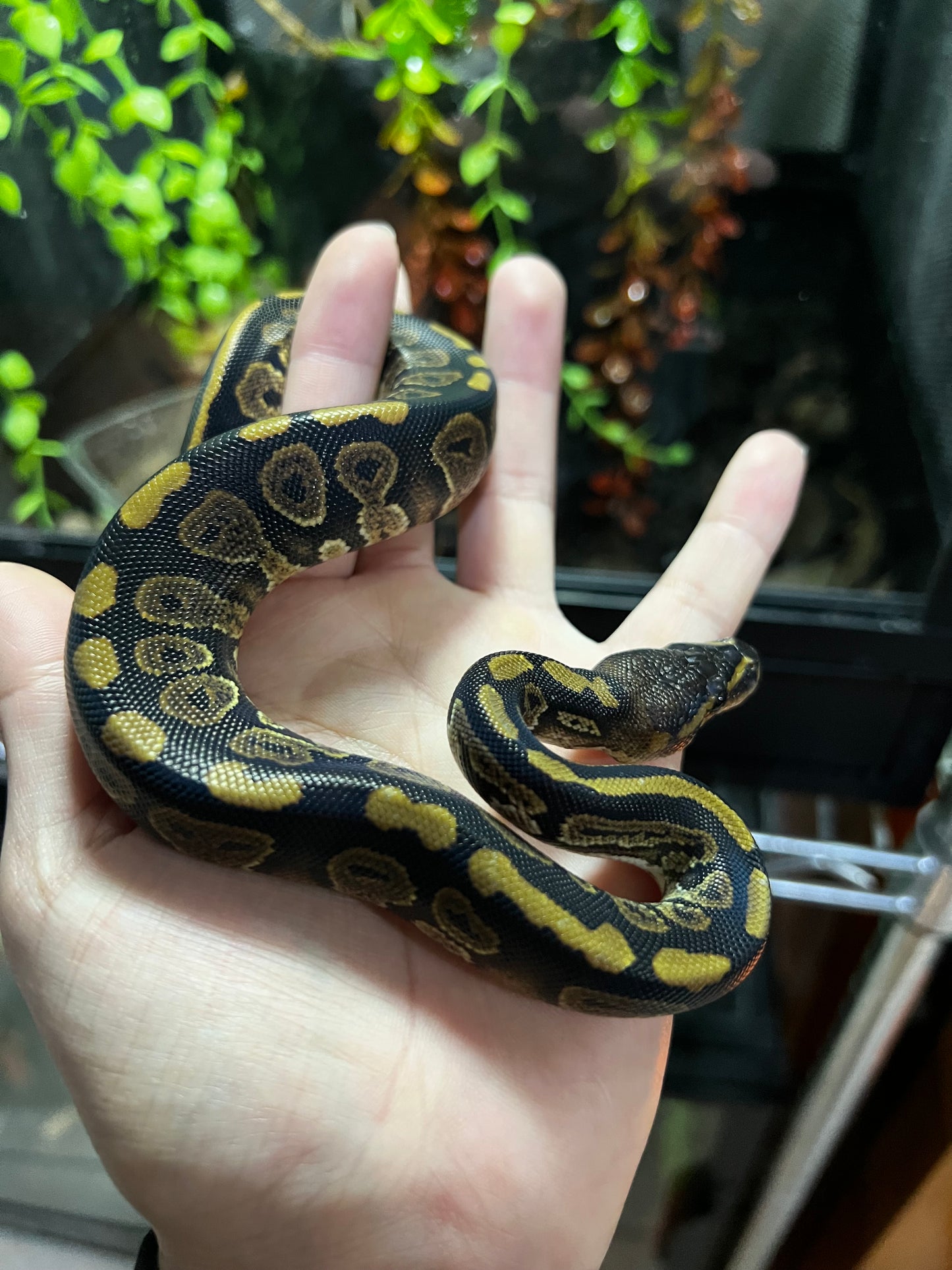 MAHOGANY MACHO 53