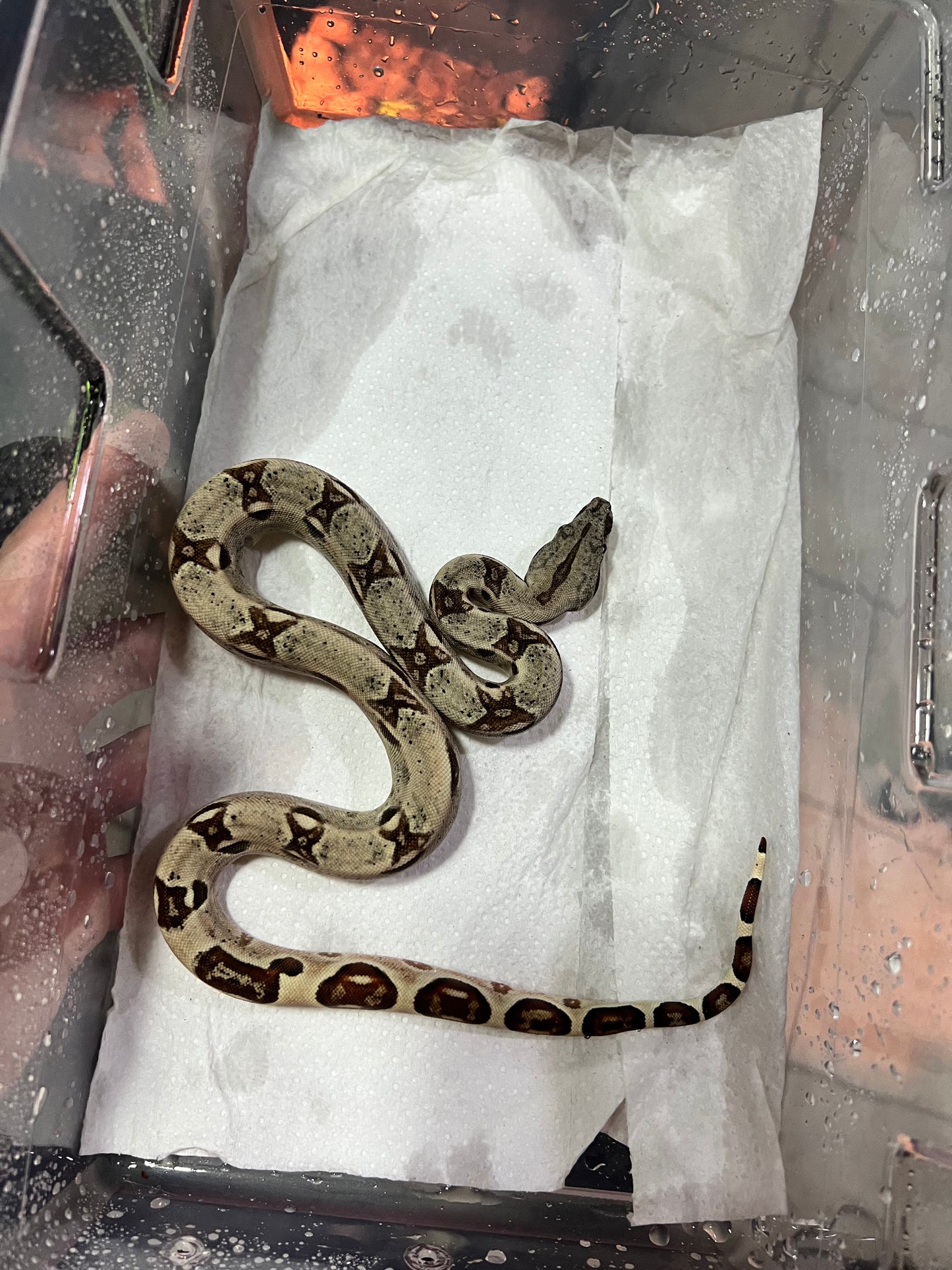 BOA COLOMBIANA HYPO POSS ANERY MACHO 17/49