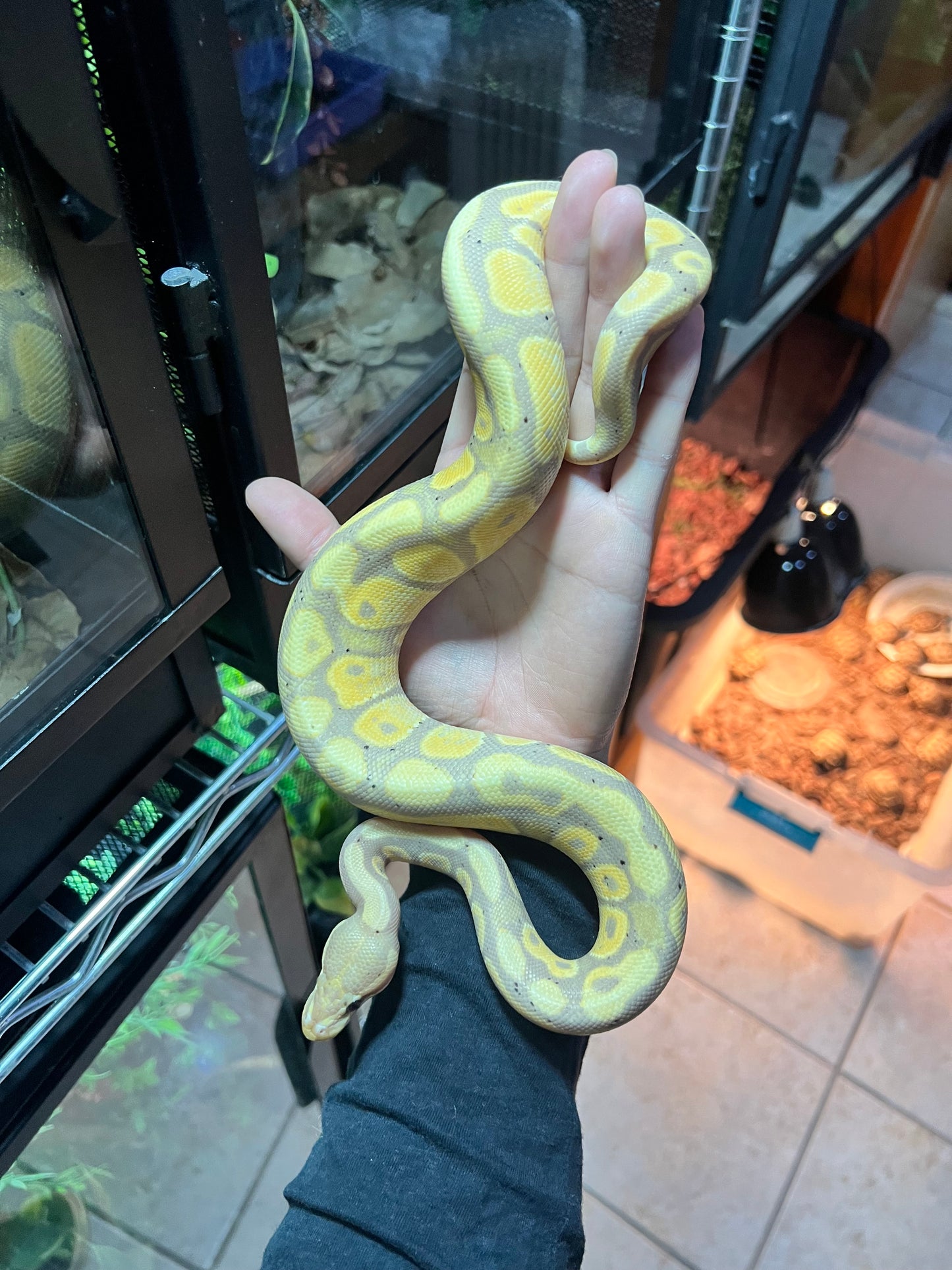 PITÓN BOLA BANANA 13