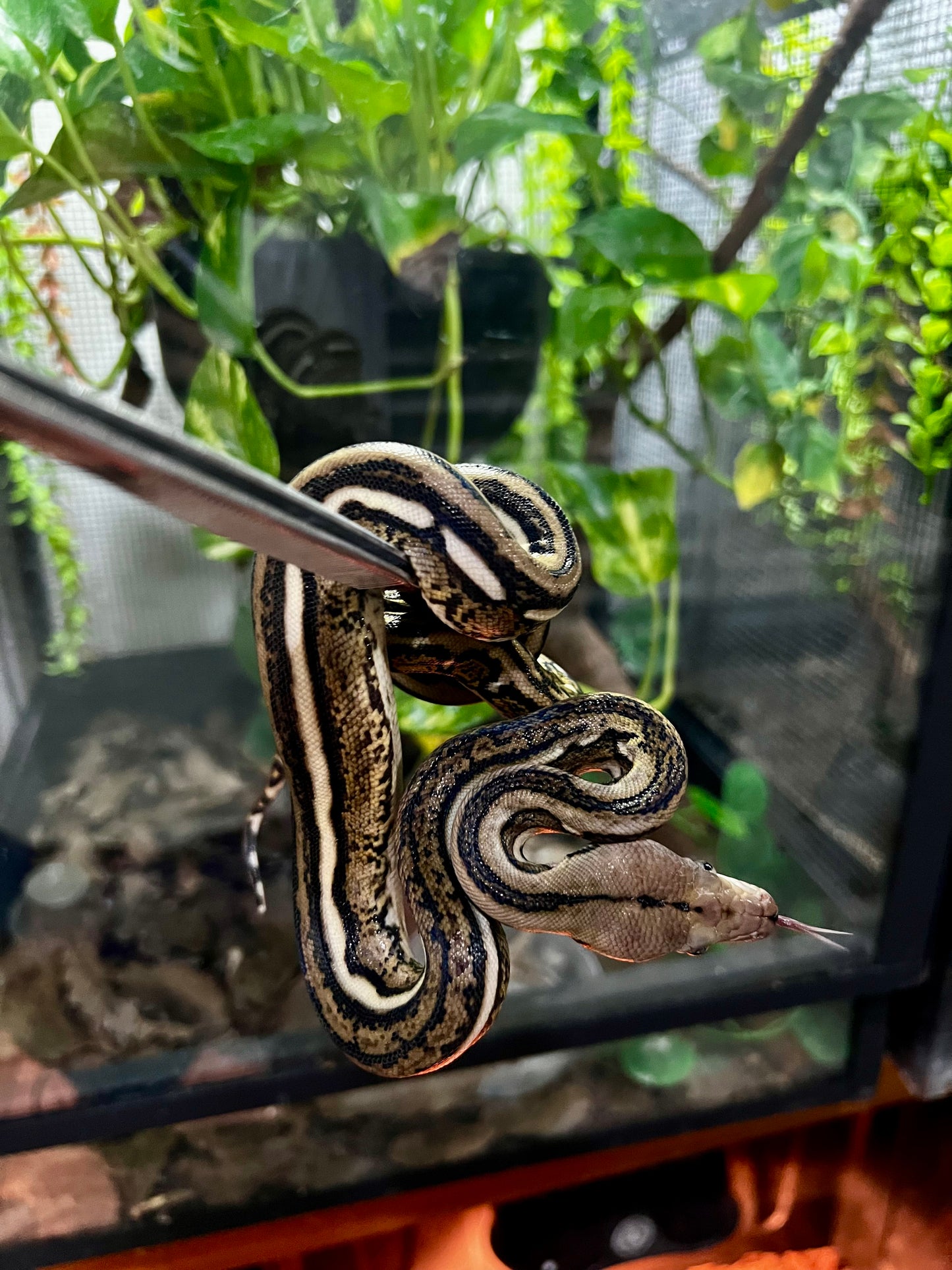 PITON RETICULADA TIGER 100% HET PIED MACHO 50cm aprox. 04-02
