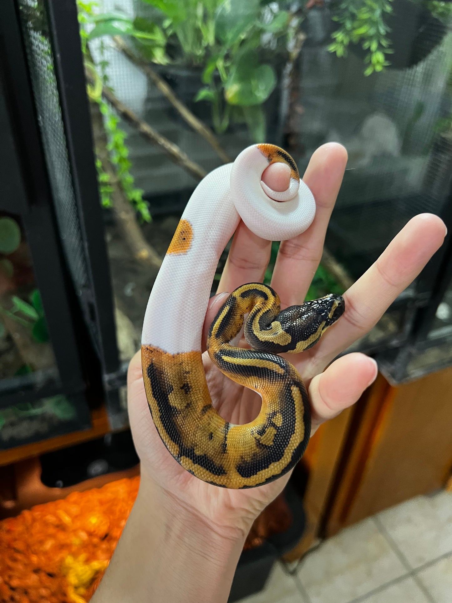 PIED HEMBRA 83